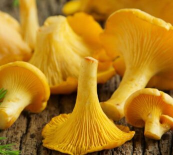 CHANTERELLE JAUNISSANTE CRUE SURGELEE -KG